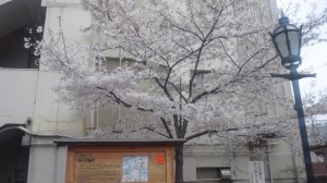 さくら