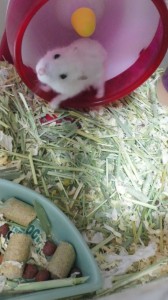 びもーた