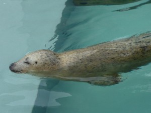 あざらし