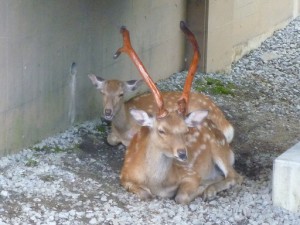 しか